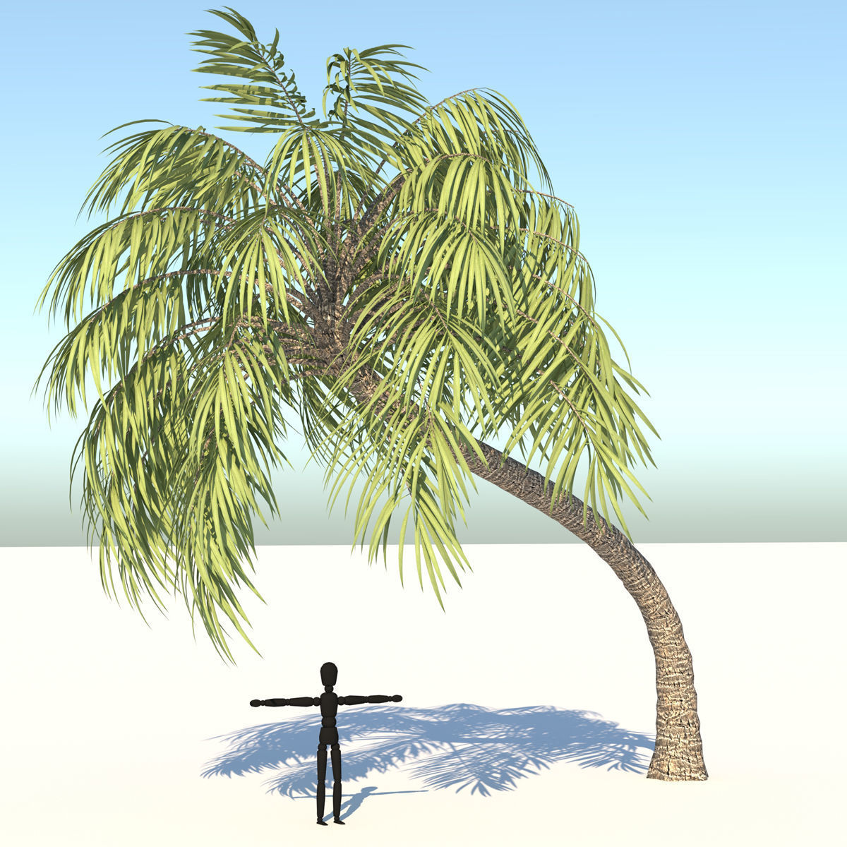 Curly Palm Tree Low-poly 3D model_1