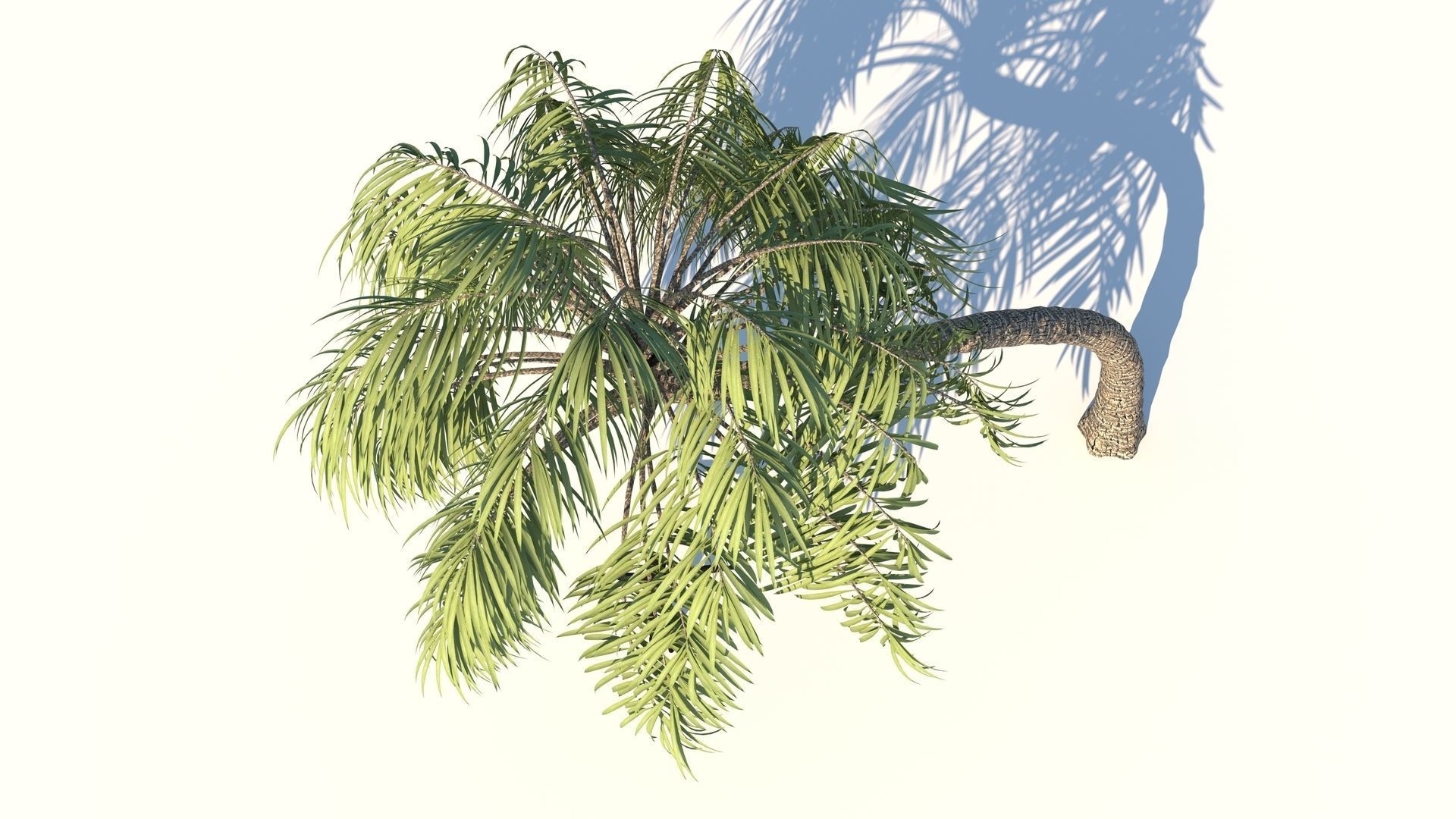 Curly Palm Tree Low-poly 3D model_7