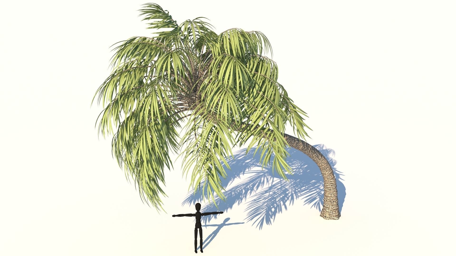 Curly Palm Tree Low-poly 3D model_8