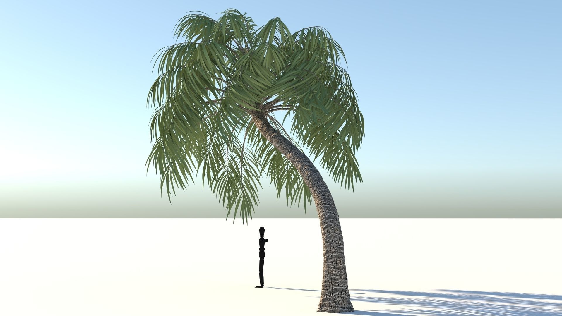 Curly Palm Tree Low-poly 3D model_3