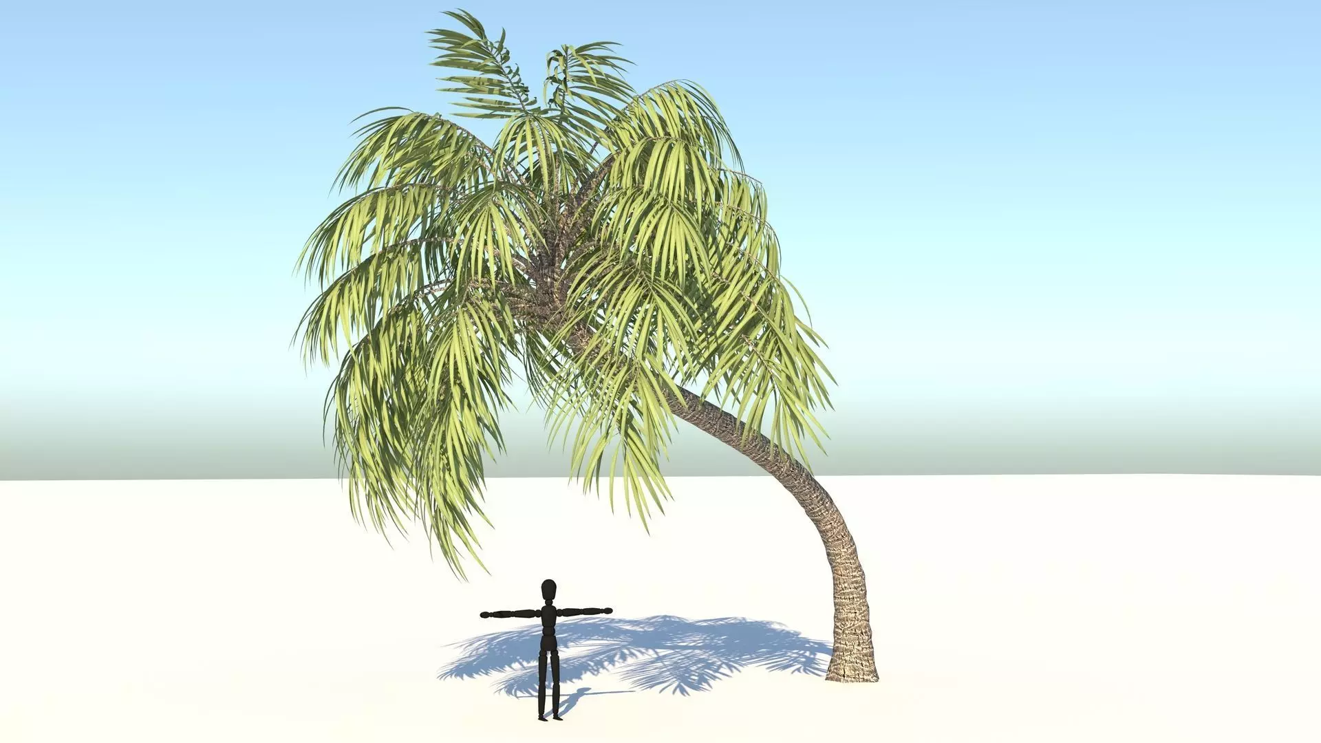 Curly Palm Tree Low-poly 3D model_0