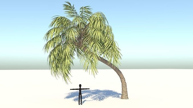 Curly Palm Tree Low-poly 3D model