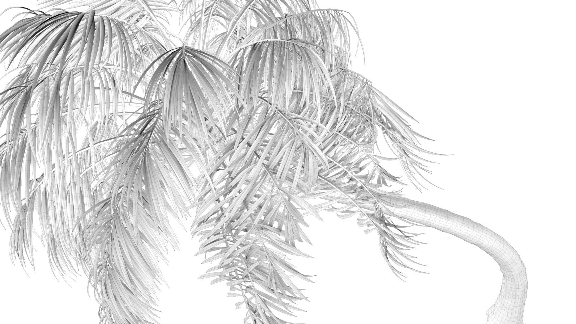 Curly Palm Tree Low-poly 3D model_13