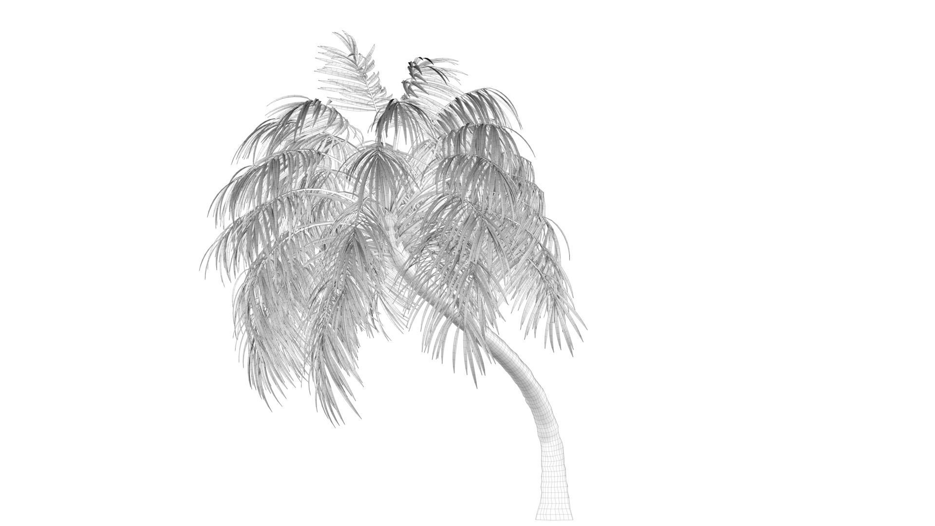 Curly Palm Tree Low-poly 3D model_9