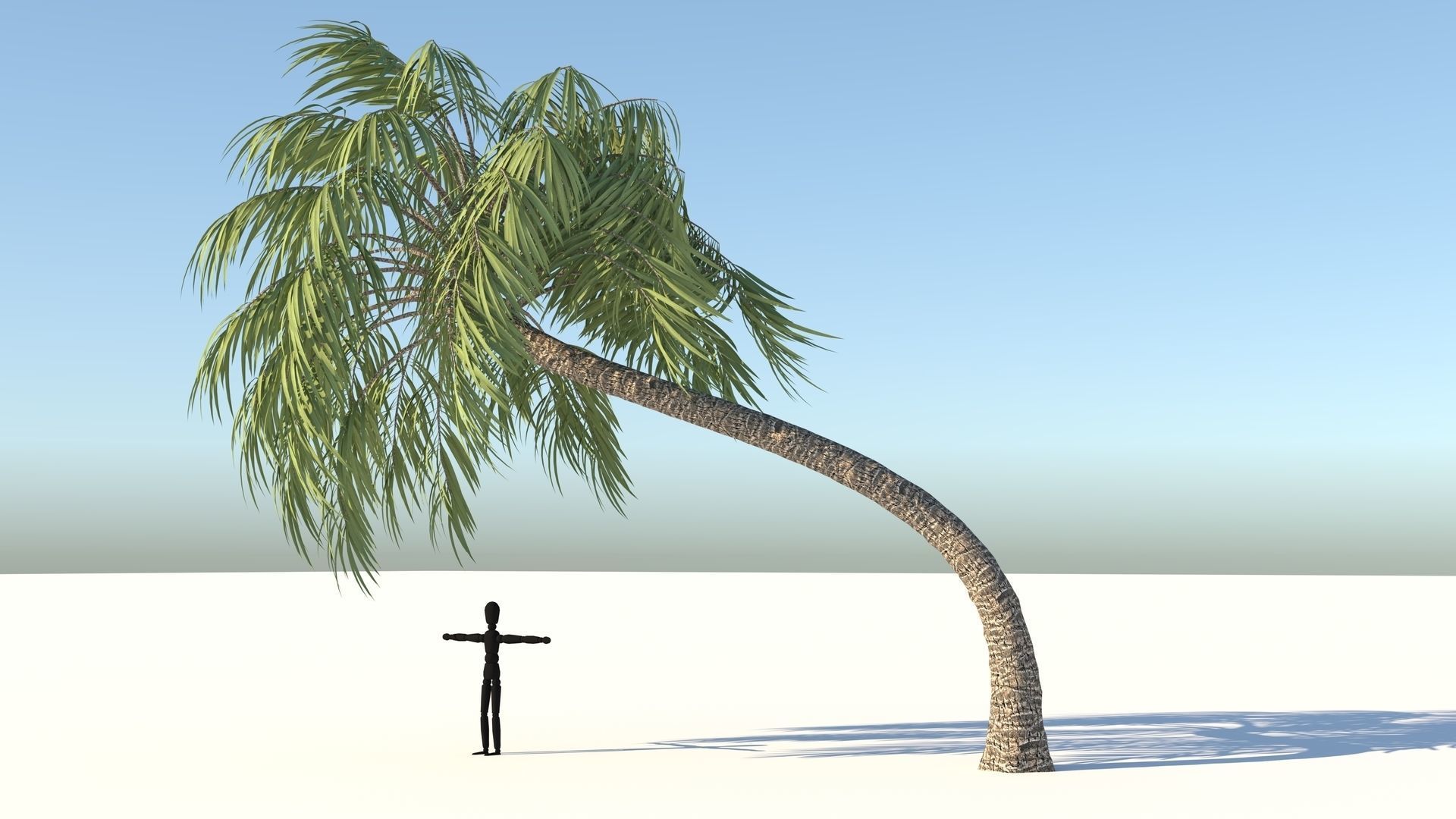 Curly Palm Tree Low-poly 3D model_2