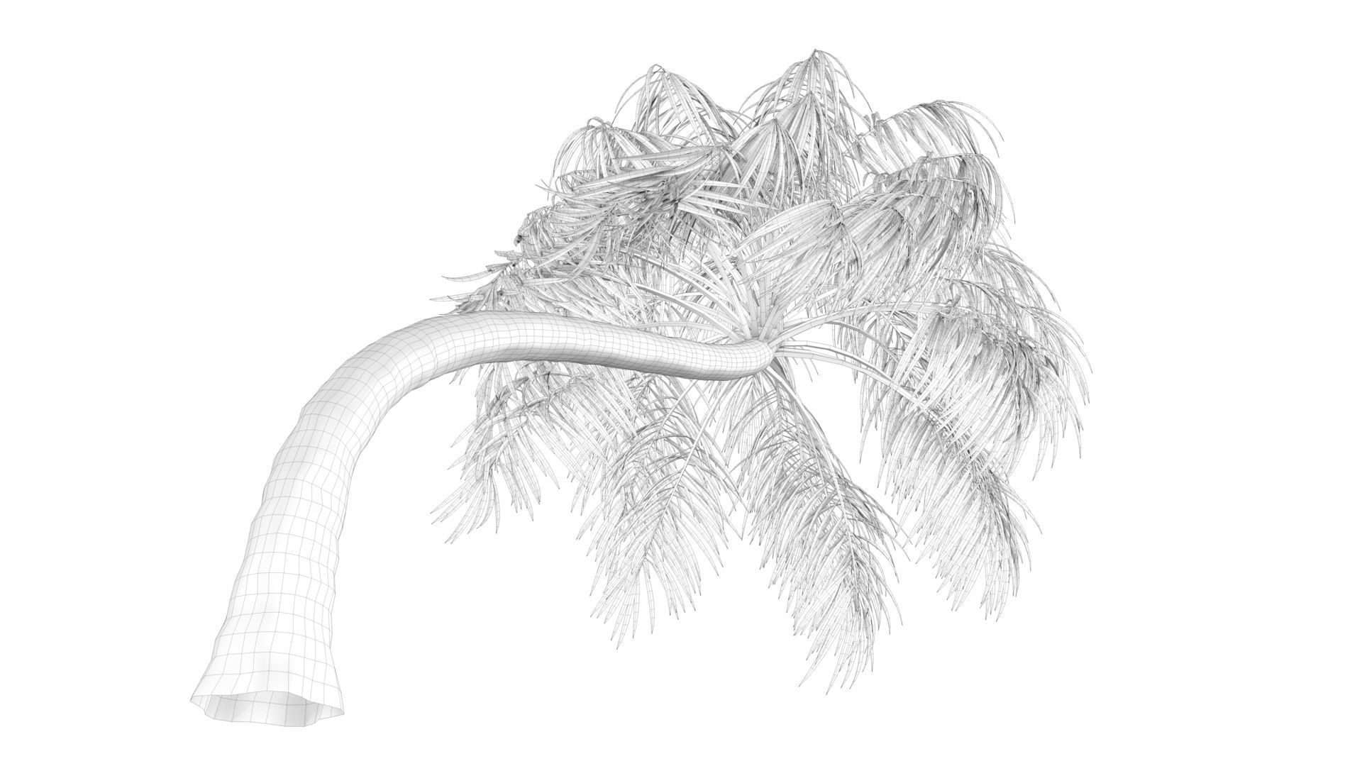 Curly Palm Tree Low-poly 3D model_14