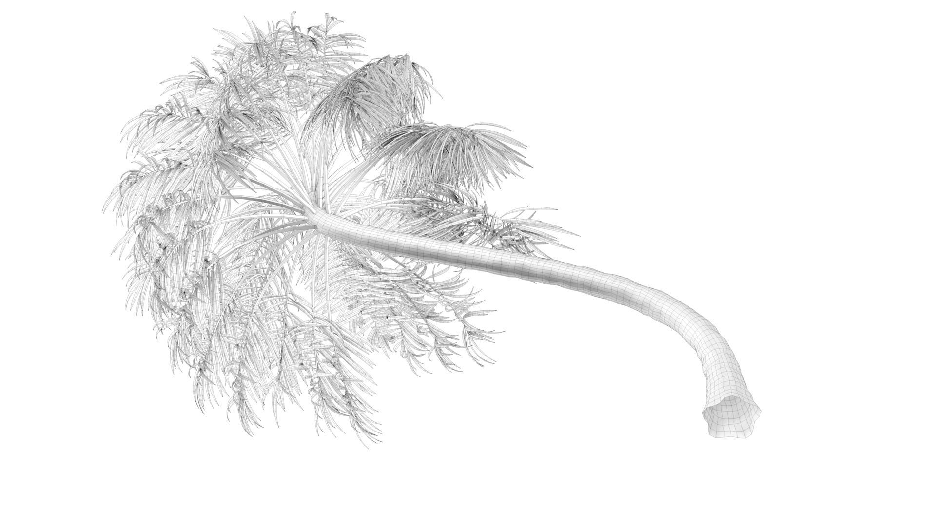 Curly Palm Tree Low-poly 3D model_11