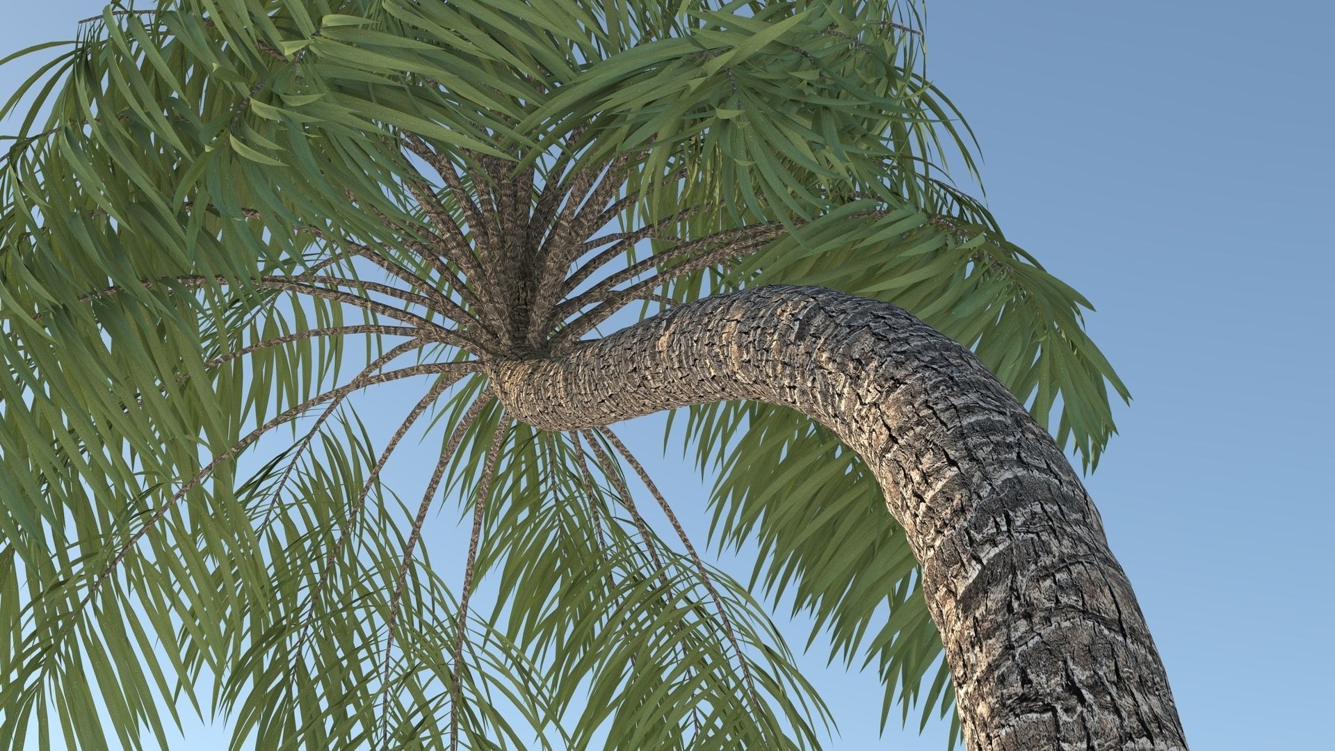 Curly Palm Tree Low-poly 3D model_4