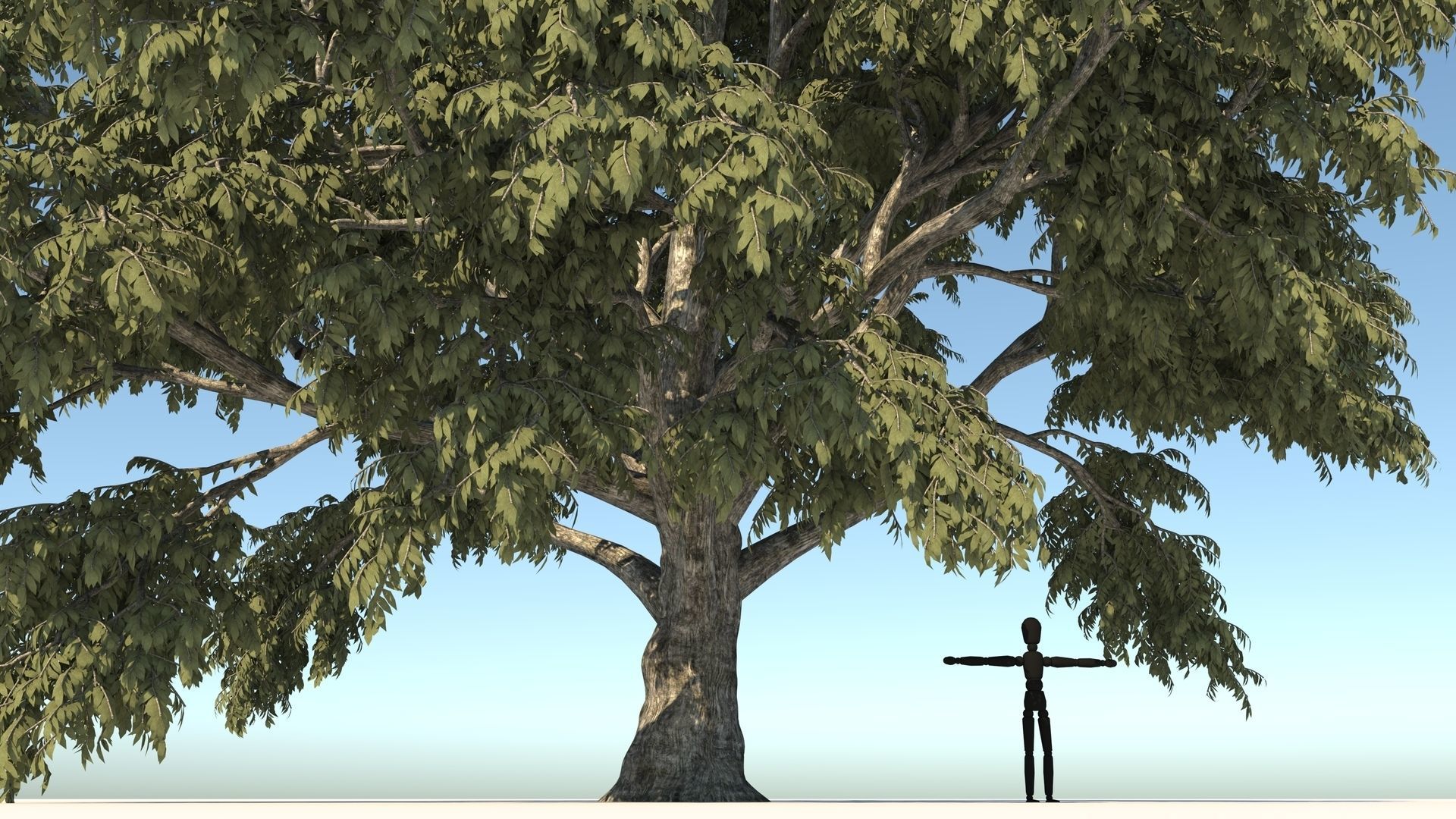 Cork tree 3D model_2