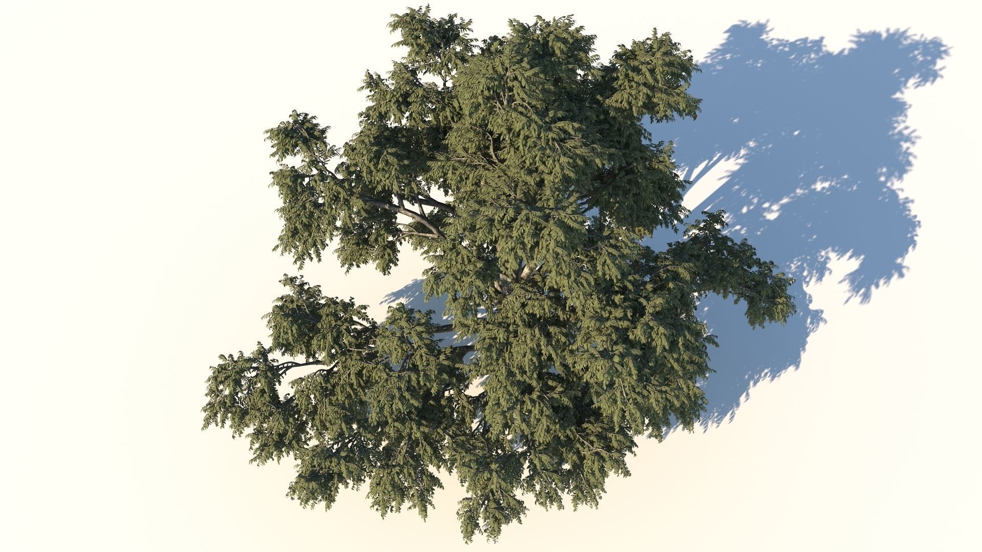 Cork tree 3D model_3