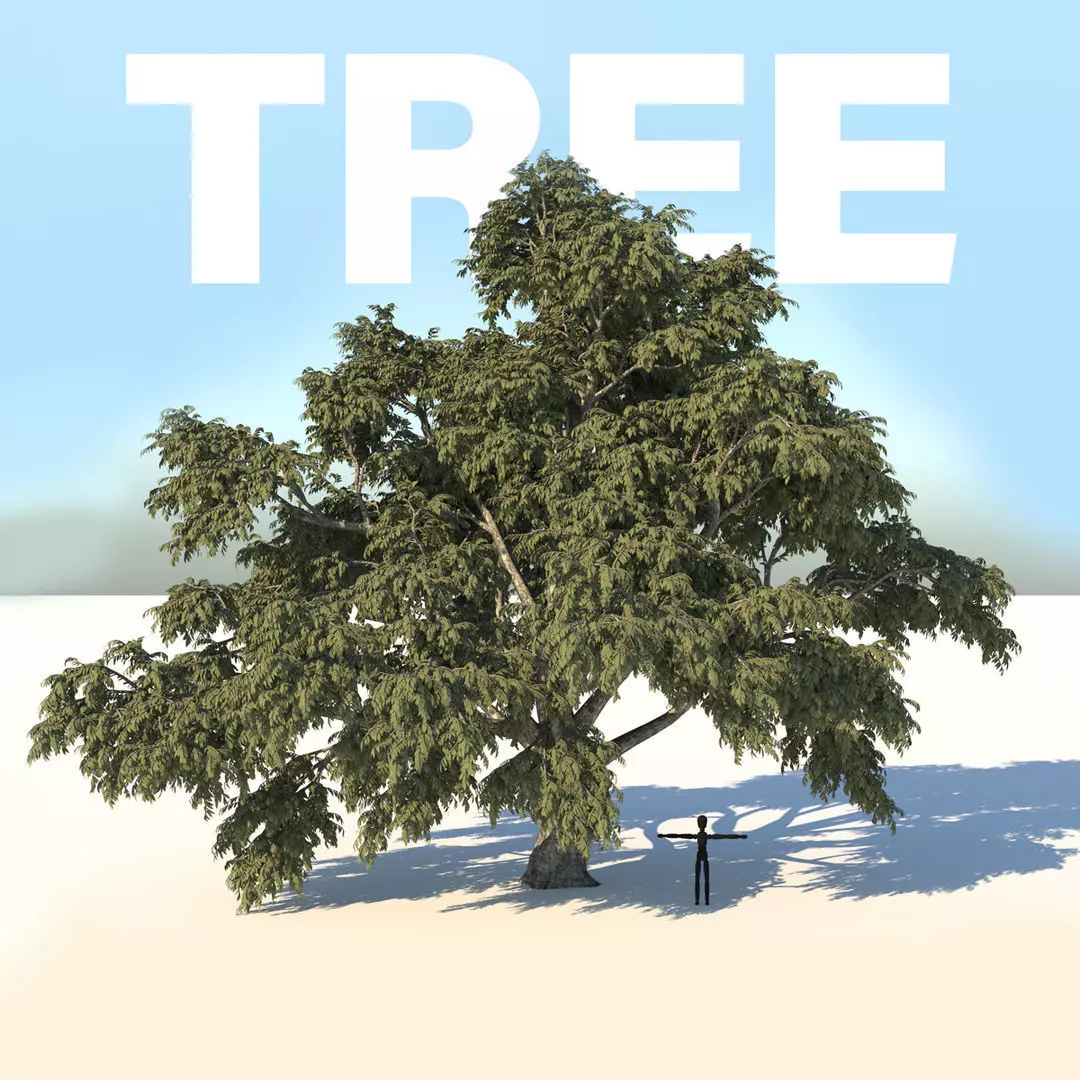 Cork tree 3D model_0