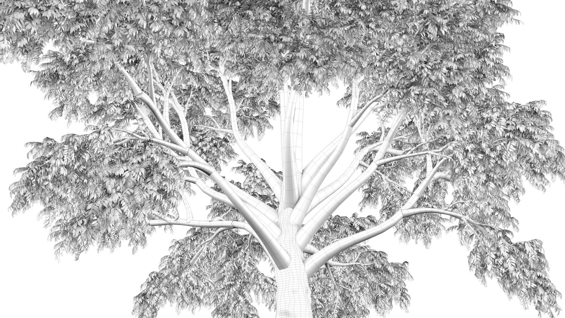 Cork tree 3D model_16