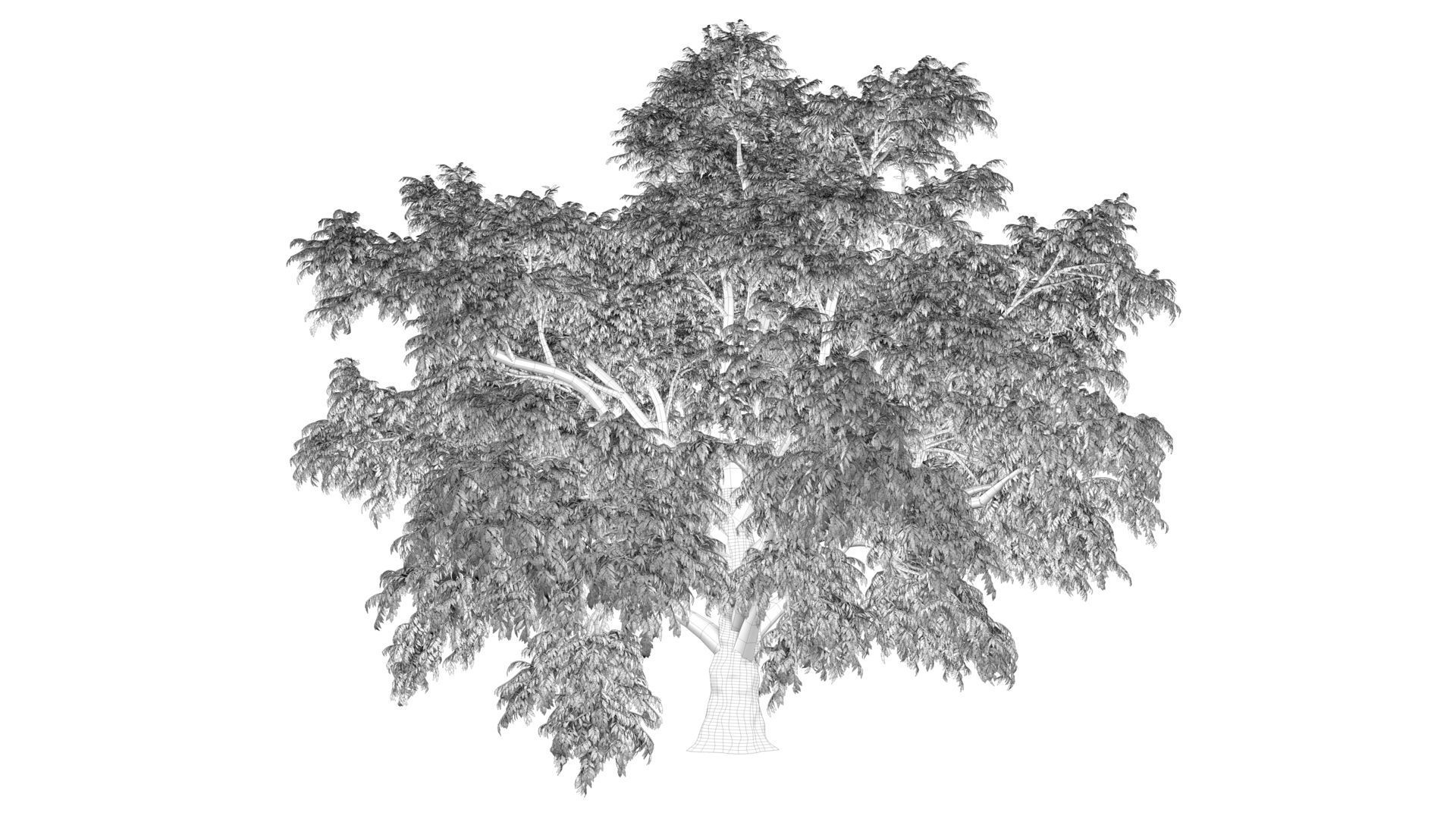 Cork tree 3D model_11