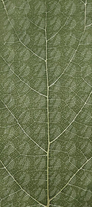 Cork tree 3D model_10