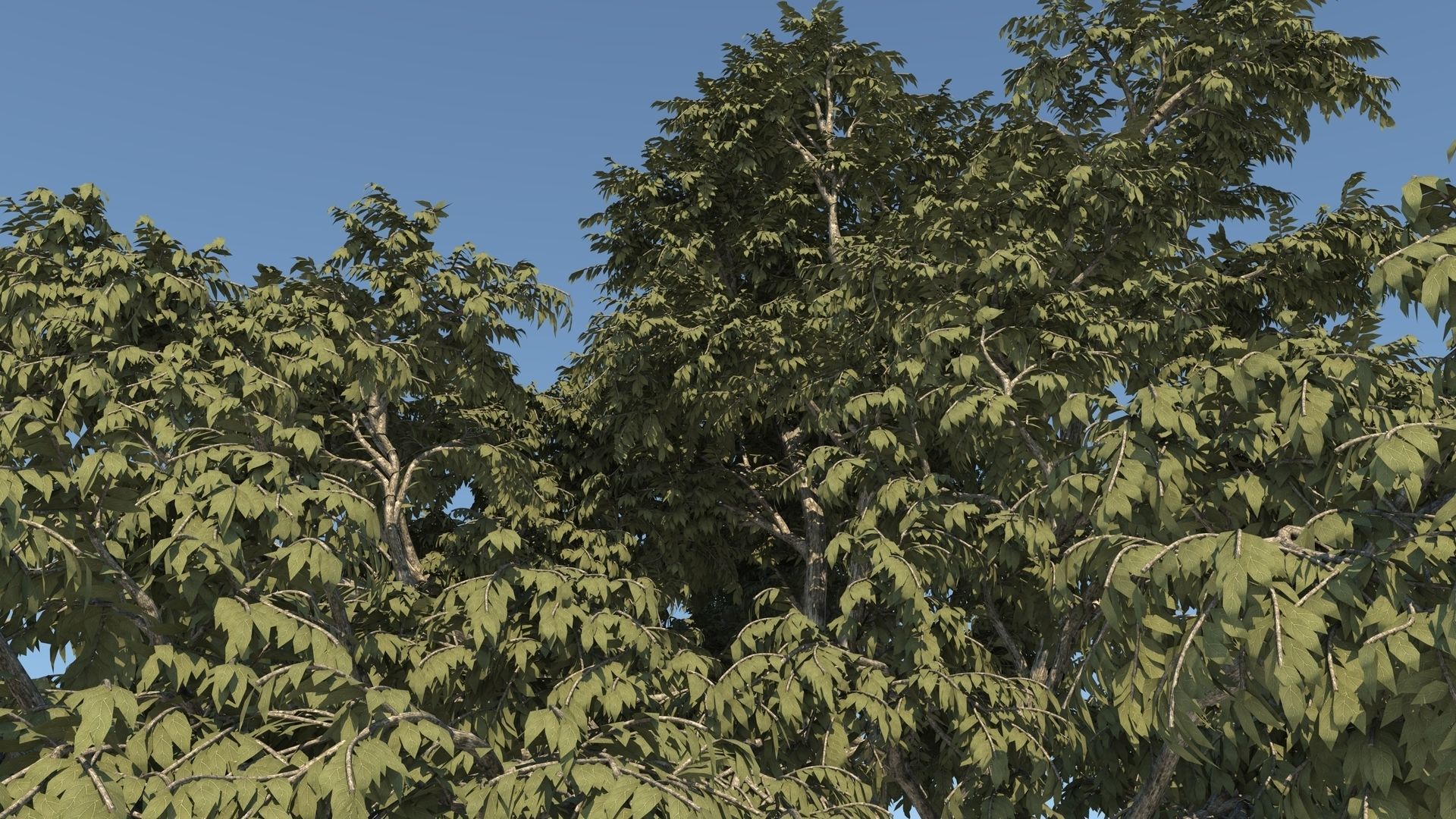 Cork tree 3D model_8