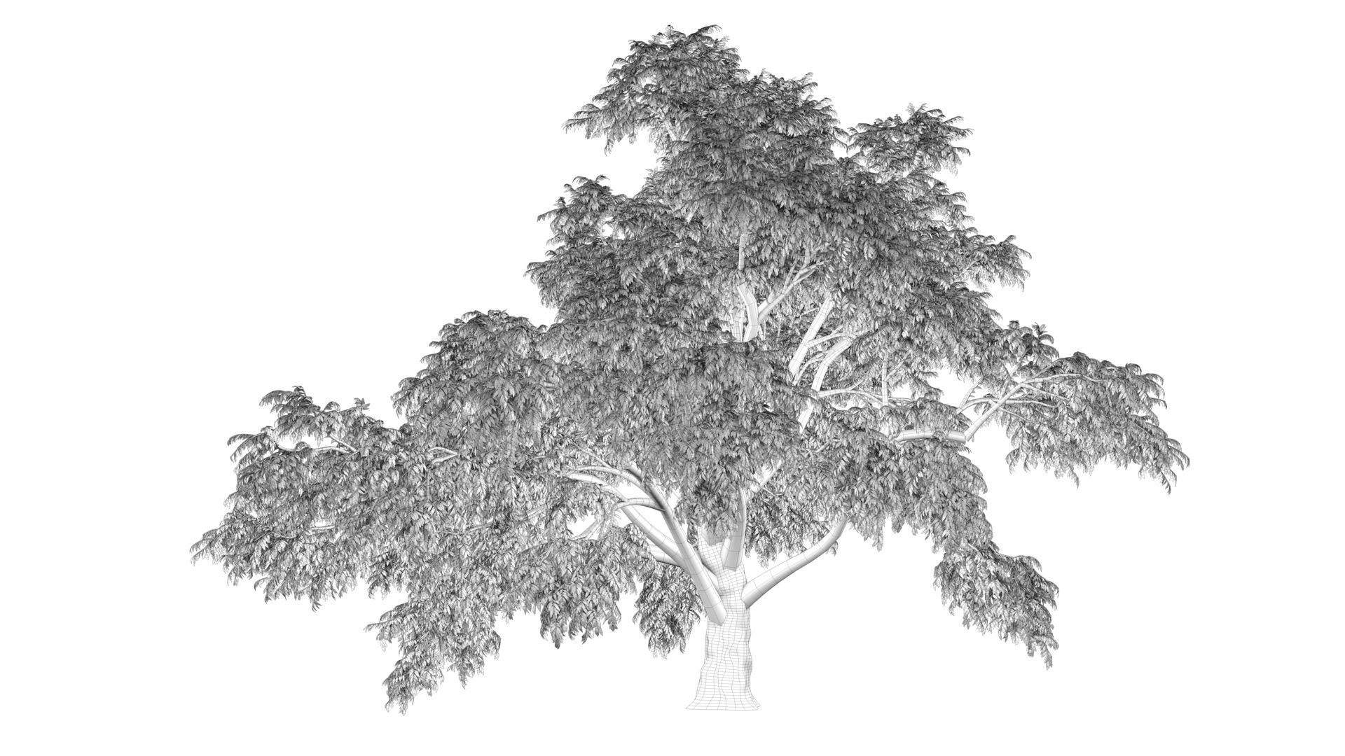 Cork tree 3D model_12