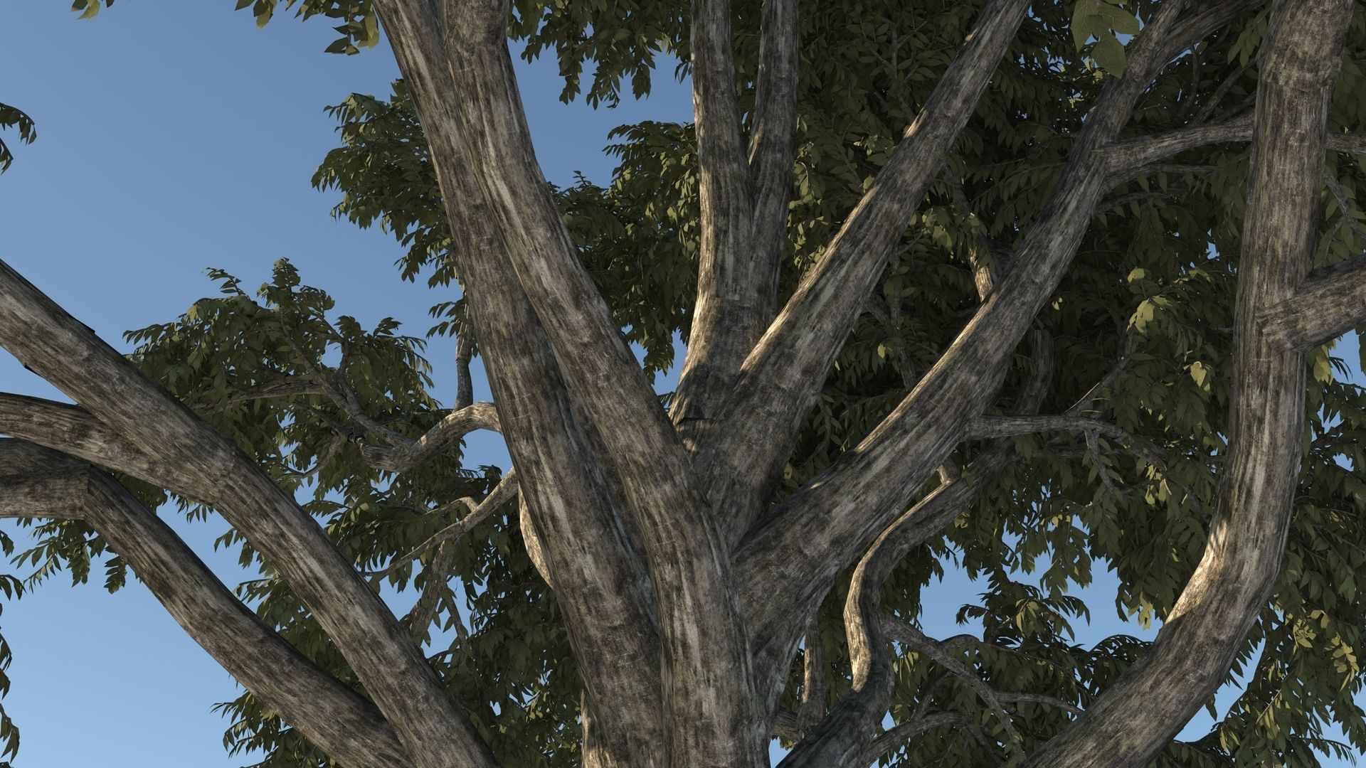 Cork tree 3D model_4