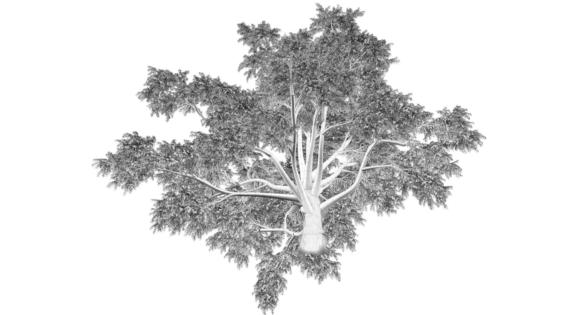 Cork tree 3D model_13