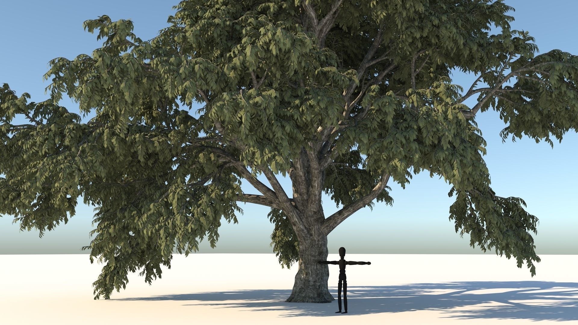 Cork tree 3D model_6