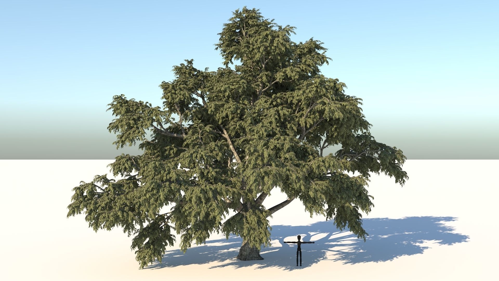 Cork tree 3D model_1