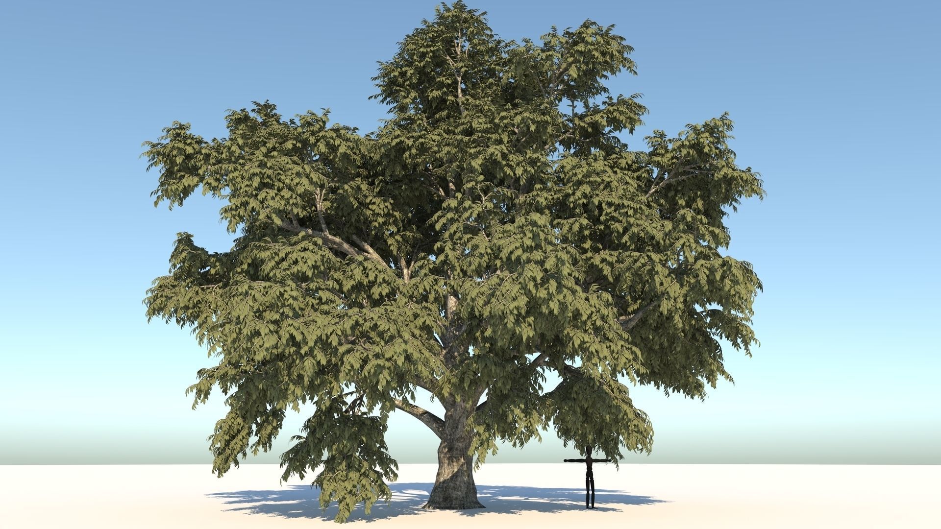 Cork tree 3D model_7