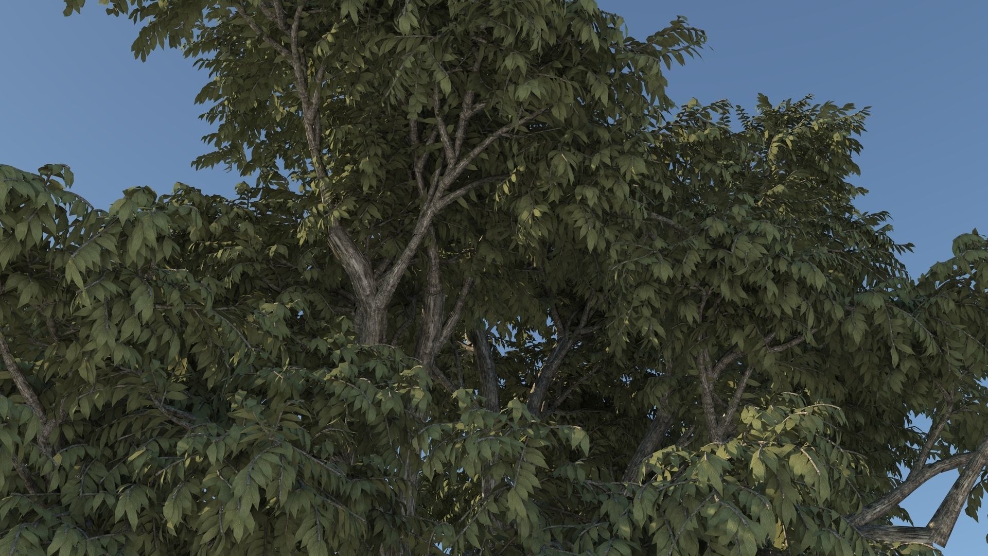 Cork tree 3D model_5