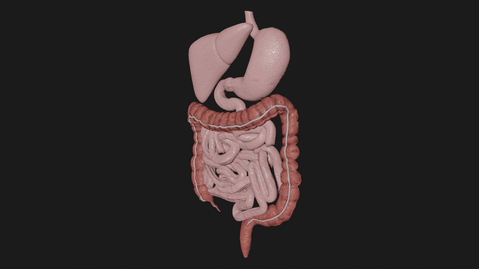 Digestive System 1 Low-poly 3D model_4