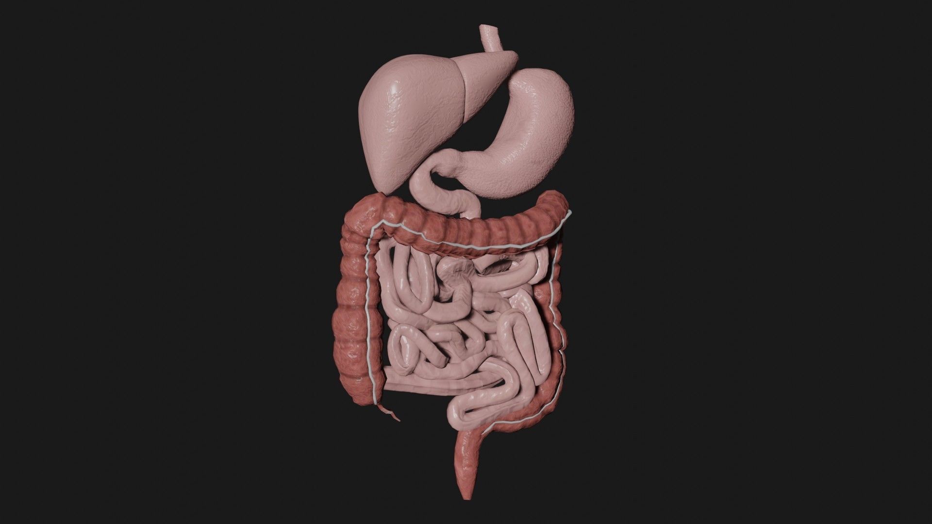 Digestive System 1 Low-poly 3D model_1