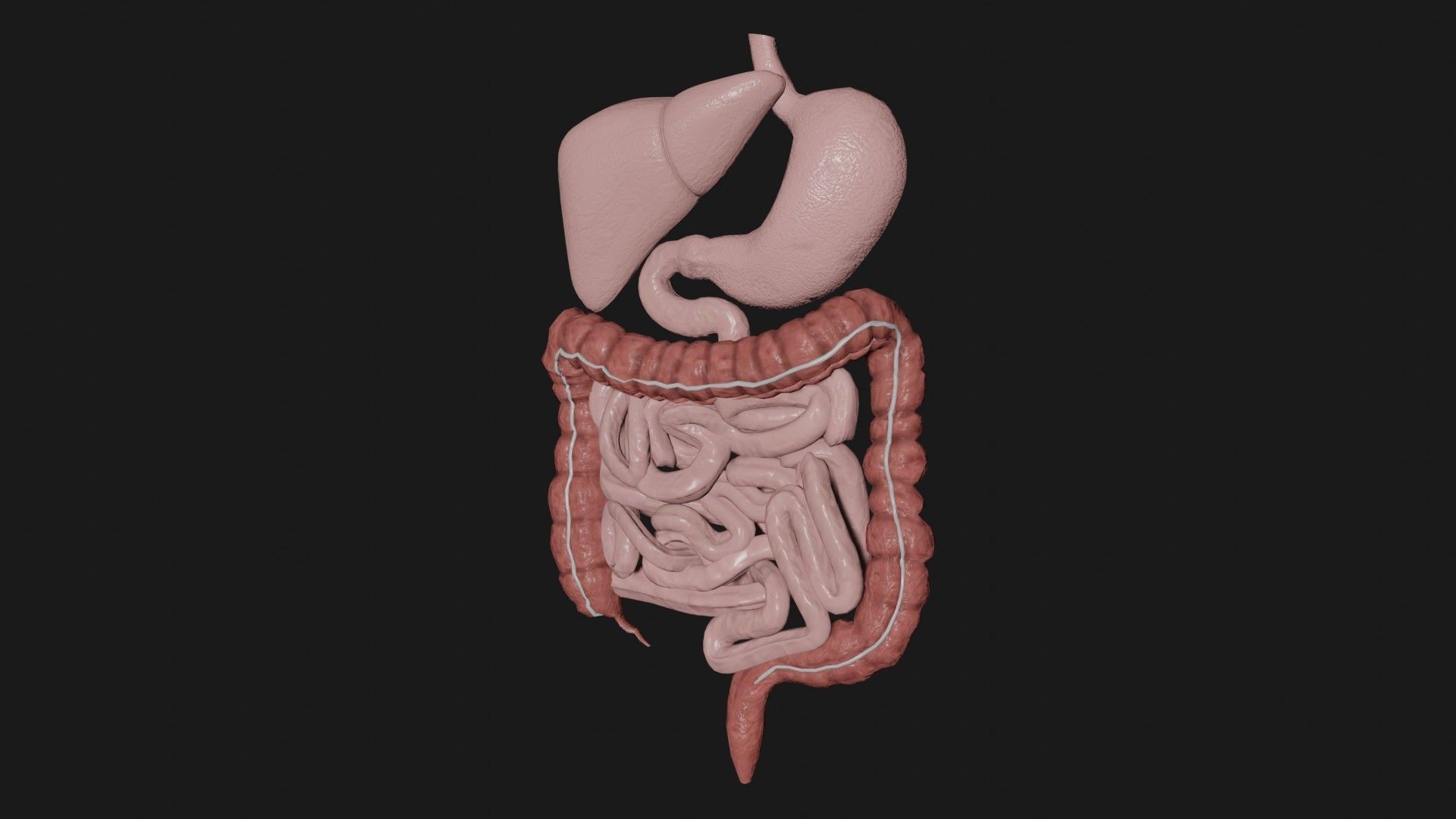 Digestive System 1 Low-poly 3D model_2