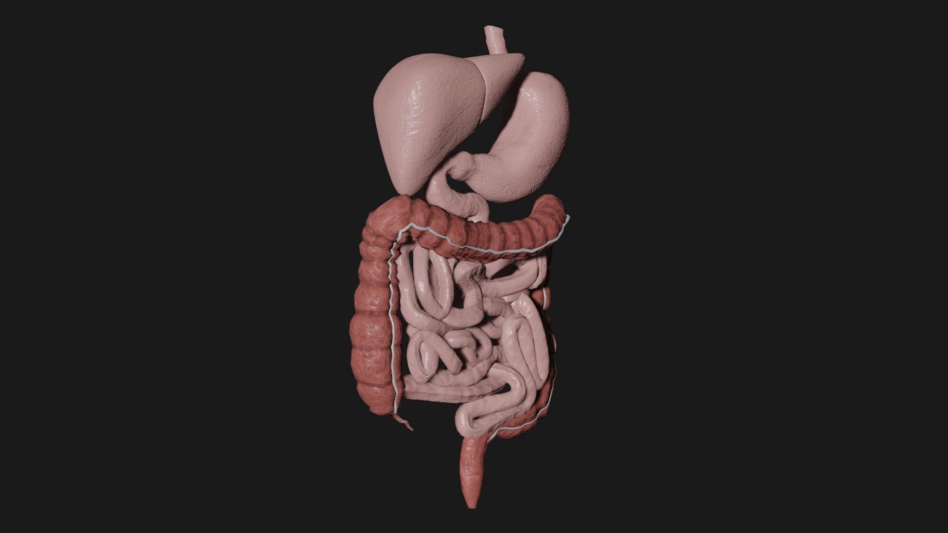 Digestive System 1 Low-poly 3D model_3