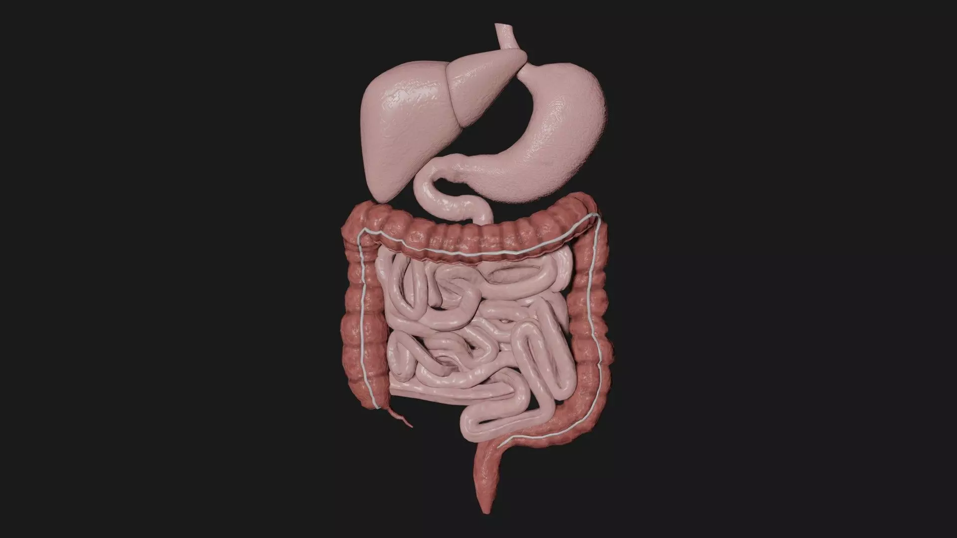 Digestive System 1 Low-poly 3D model_0