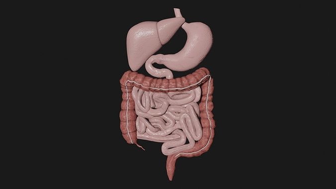 Digestive System 1 Low-poly 3D model