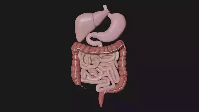Digestive System 1 Low-poly 3D model