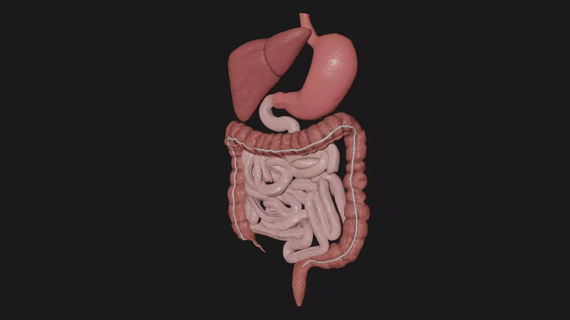 Digestive System 2 Low-poly 3D model_0