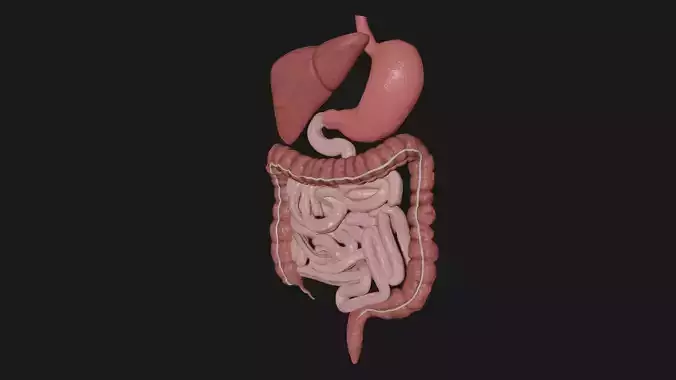 Digestive System 2 Low-poly 3D model