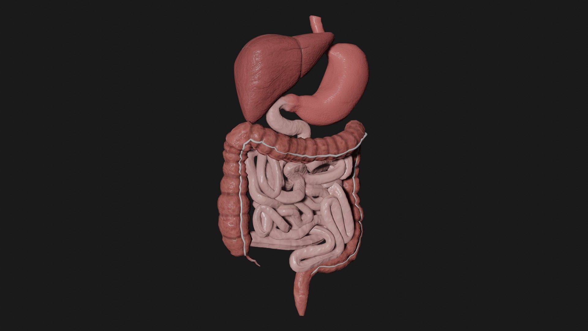 Digestive System 2 Low-poly 3D model_1