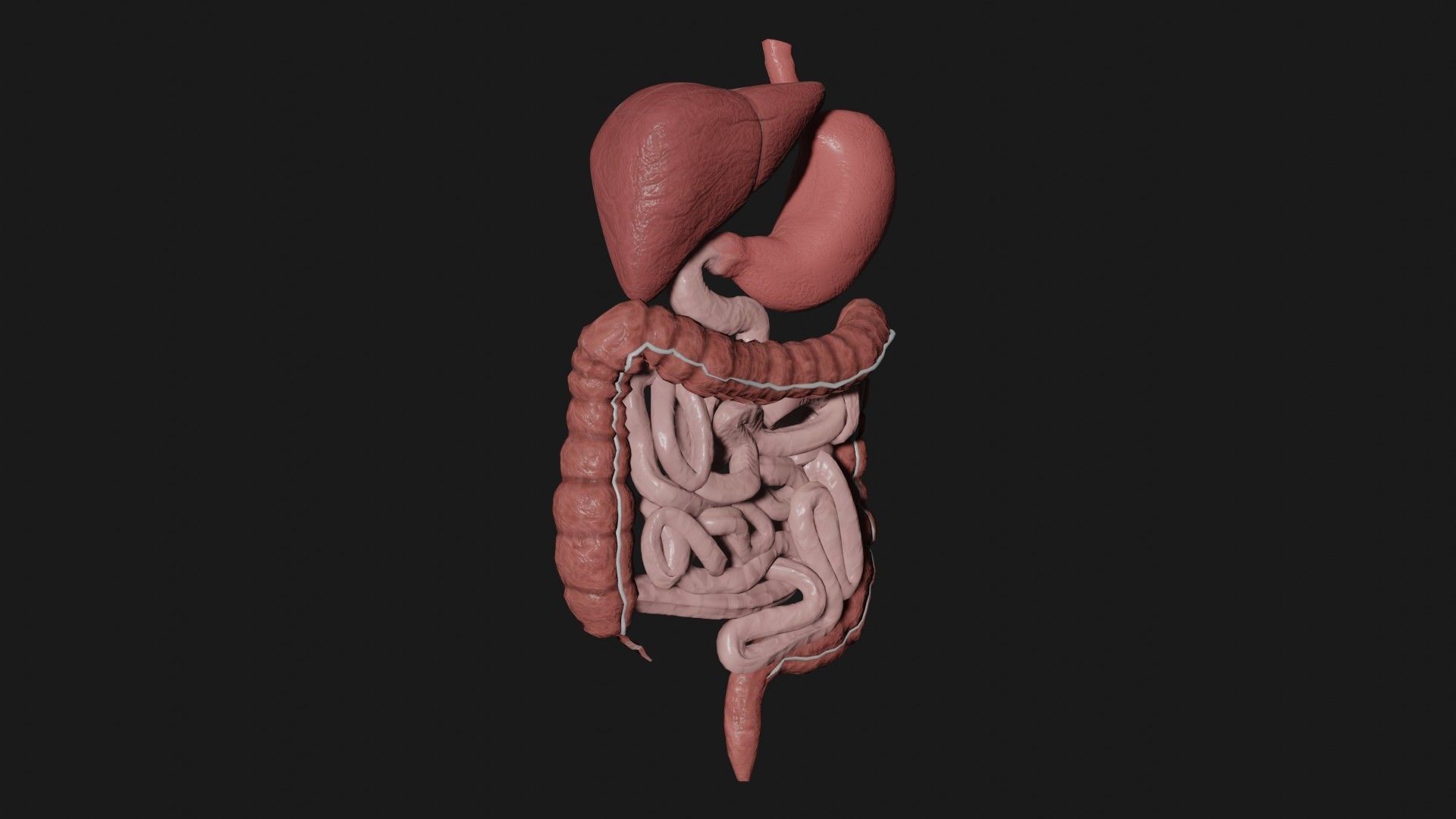 Digestive System 2 Low-poly 3D model_3