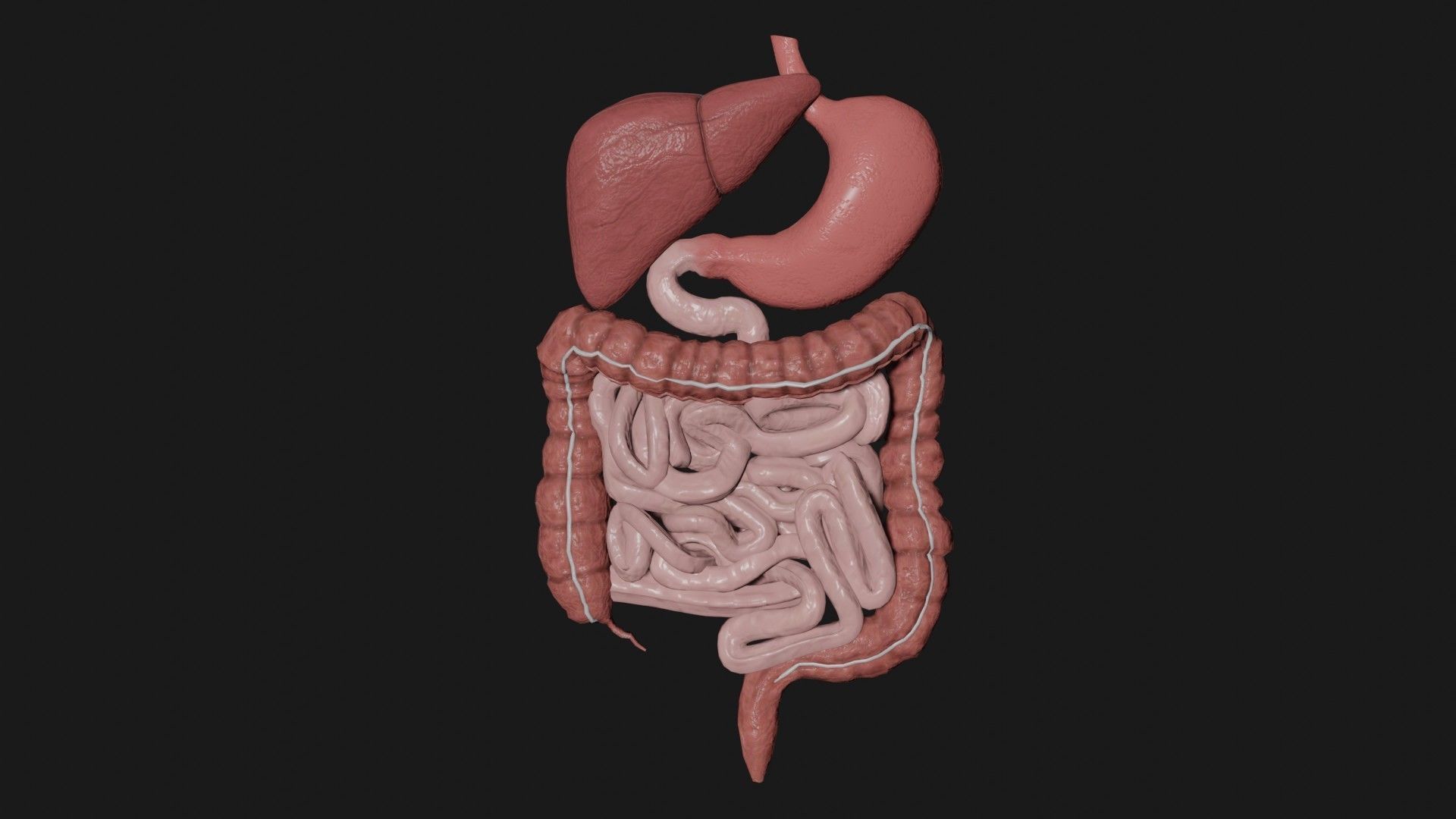 Digestive System 2 Low-poly 3D model_5