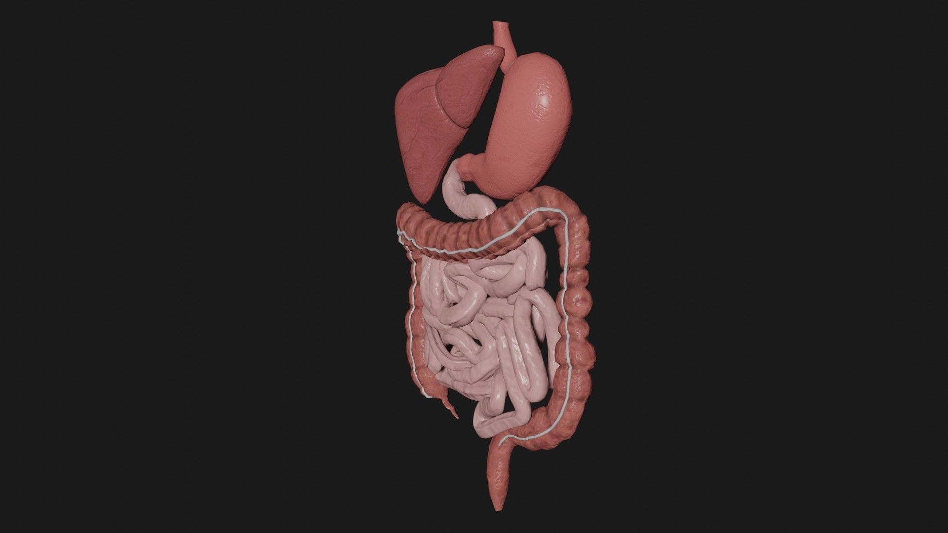 Digestive System 2 Low-poly 3D model_6