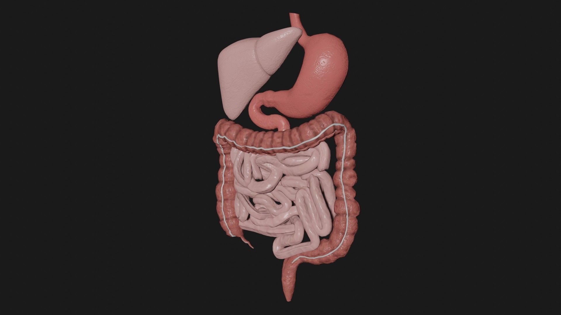 Digestive System 3 Low-poly 3D model_1