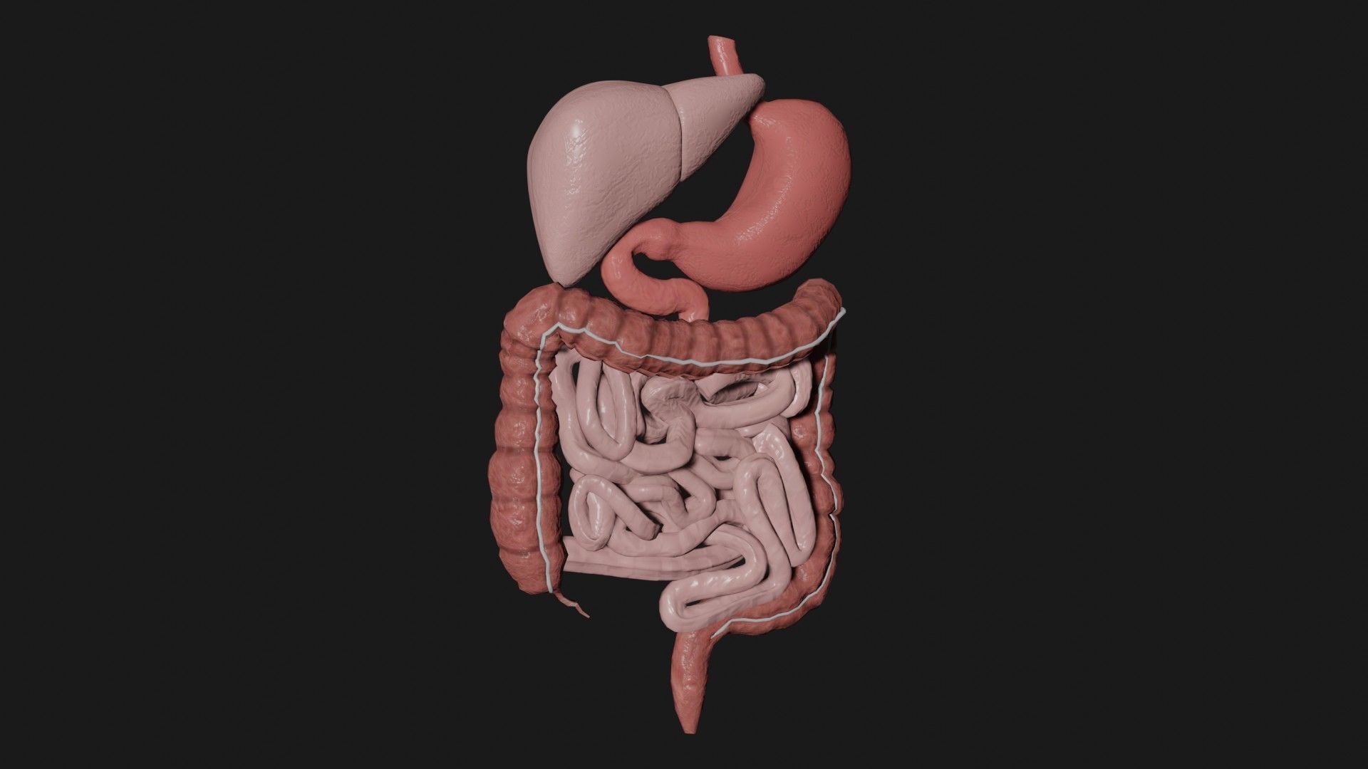 Digestive System 3 Low-poly 3D model_4