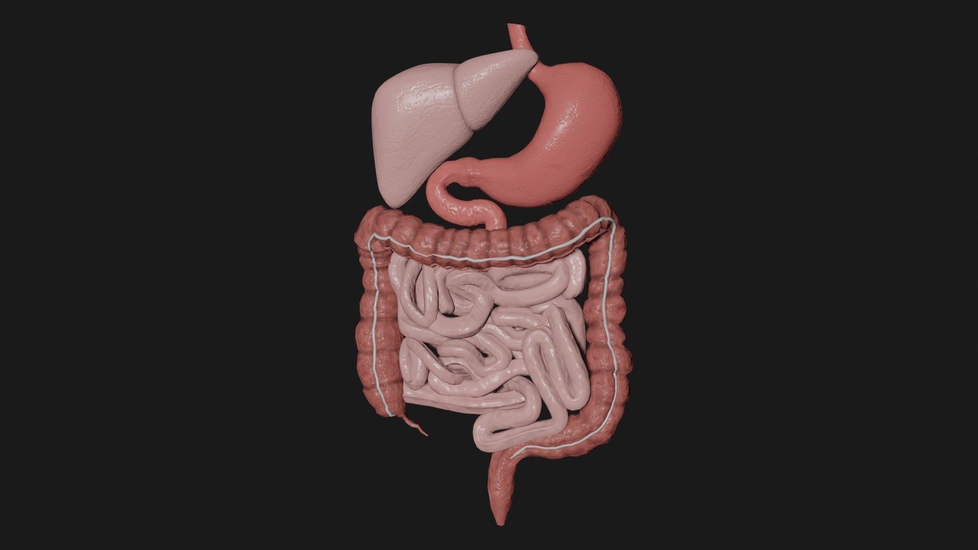 Digestive System 3 Low-poly 3D model_2
