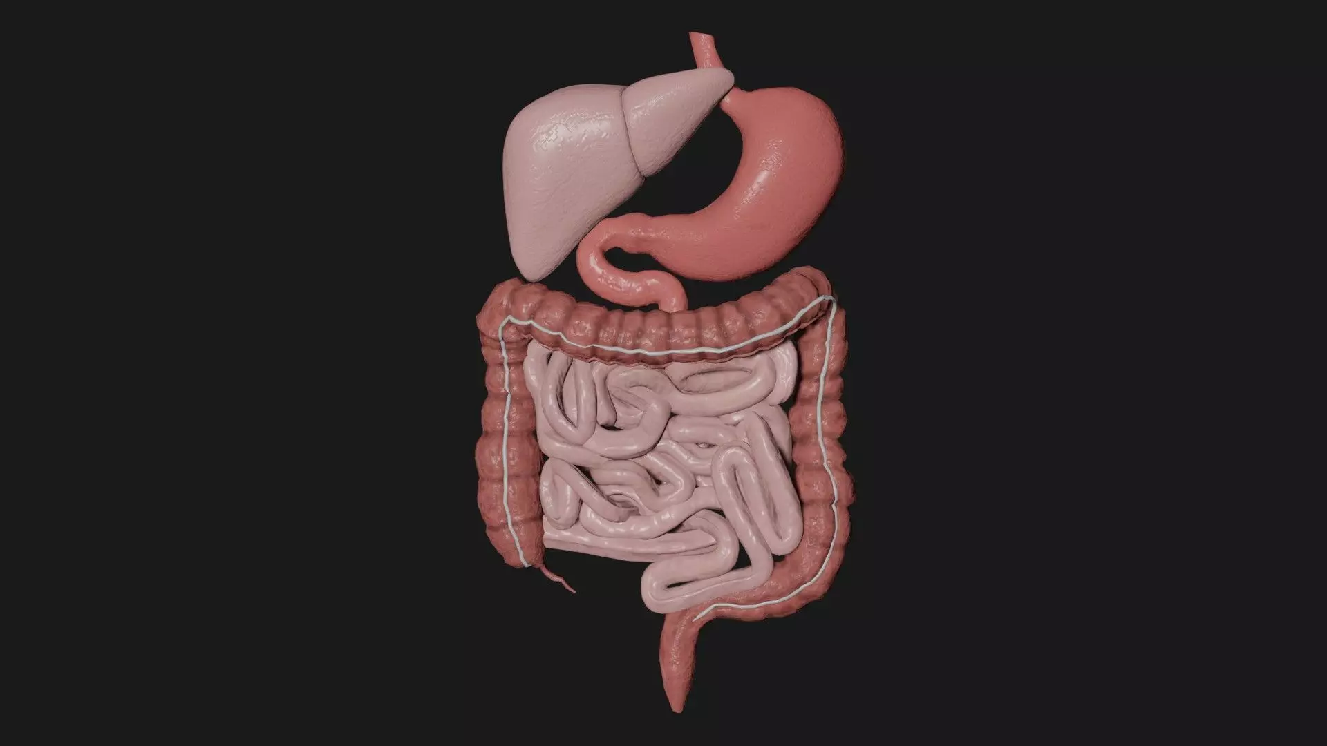Digestive System 3 Low-poly 3D model_0