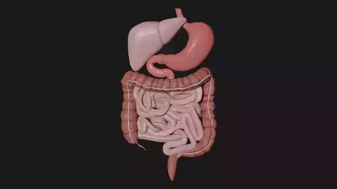 Digestive System 3 Low-poly 3D model