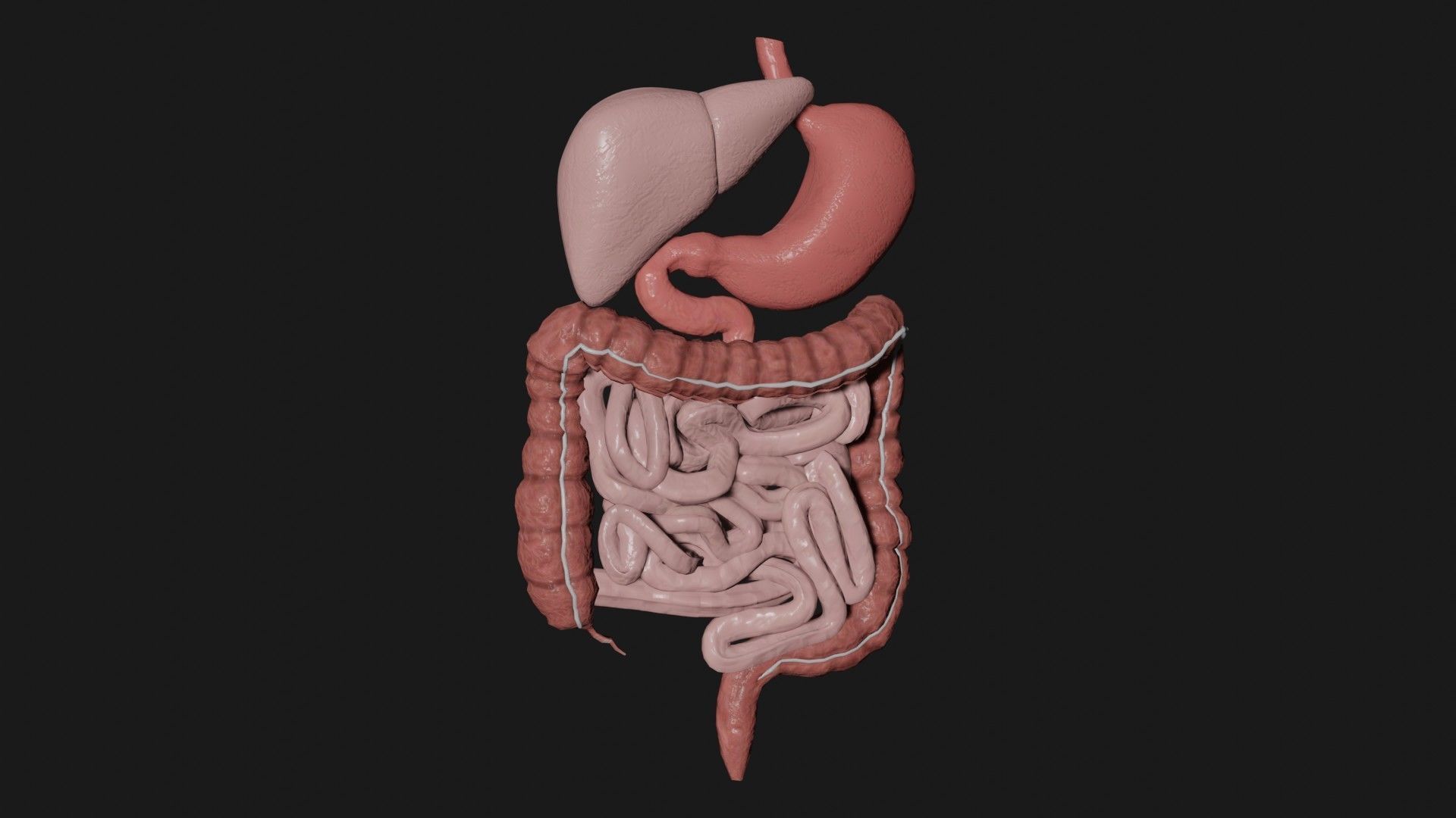 Digestive System 3 Low-poly 3D model_3