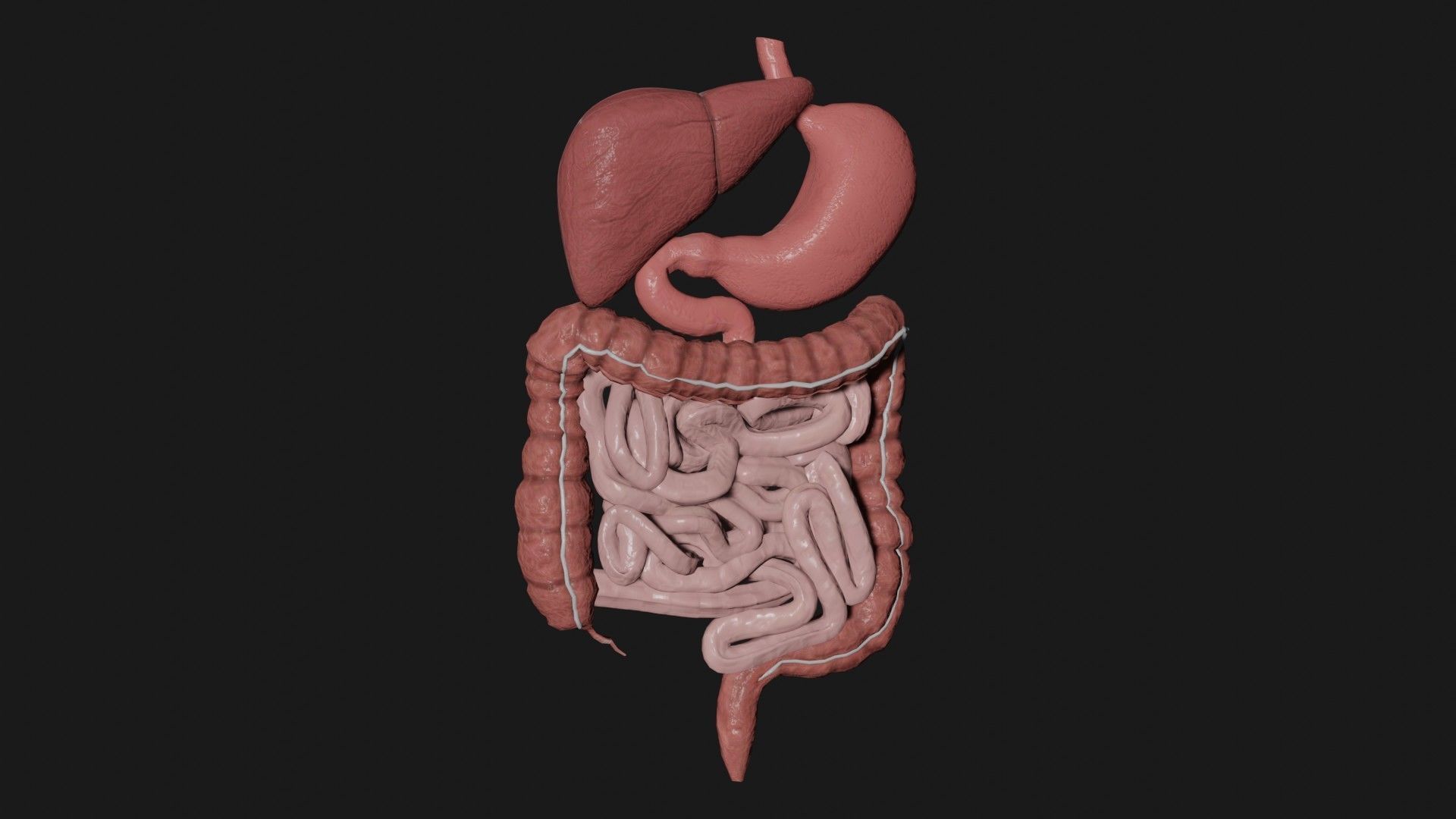 Digestive System 4 Low-poly 3D model_3