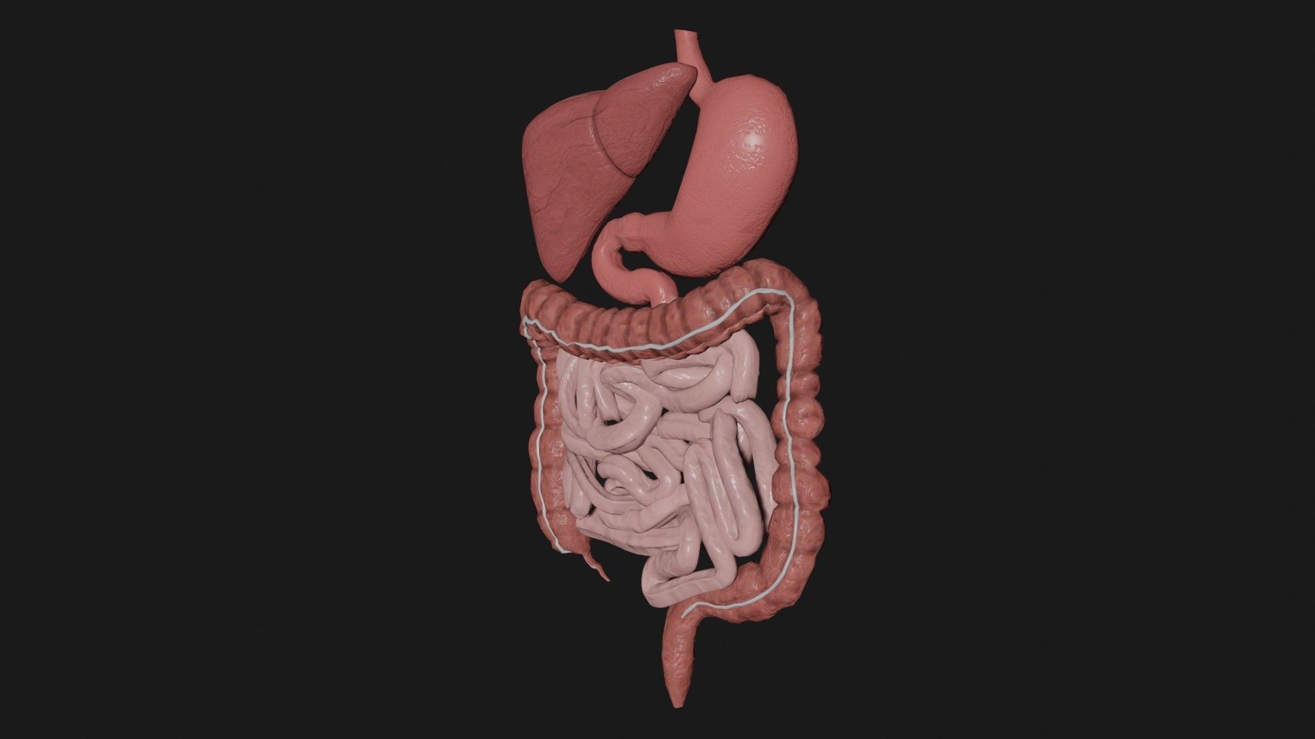Digestive System 4 Low-poly 3D model_1