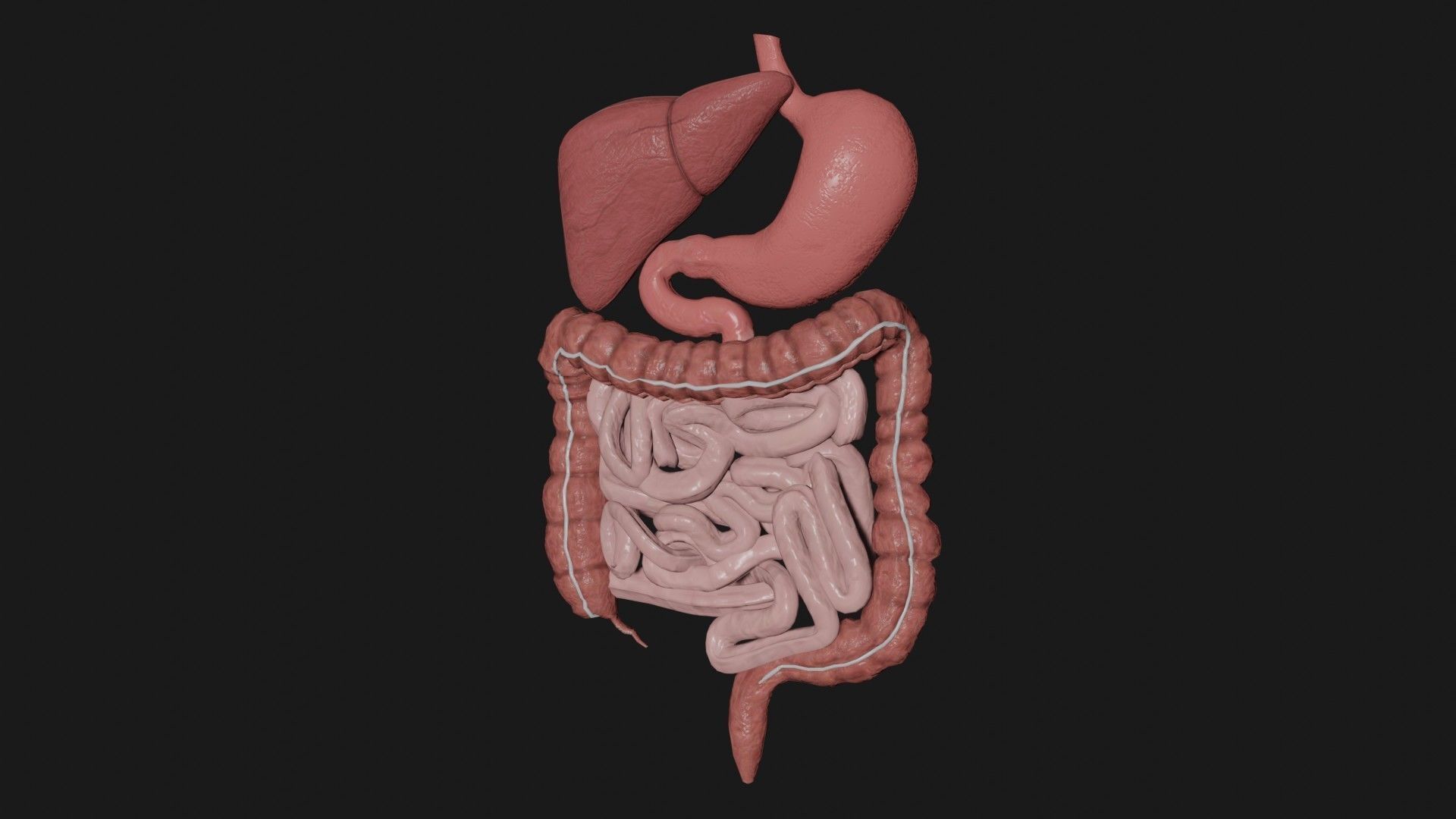 Digestive System 4 Low-poly 3D model_2