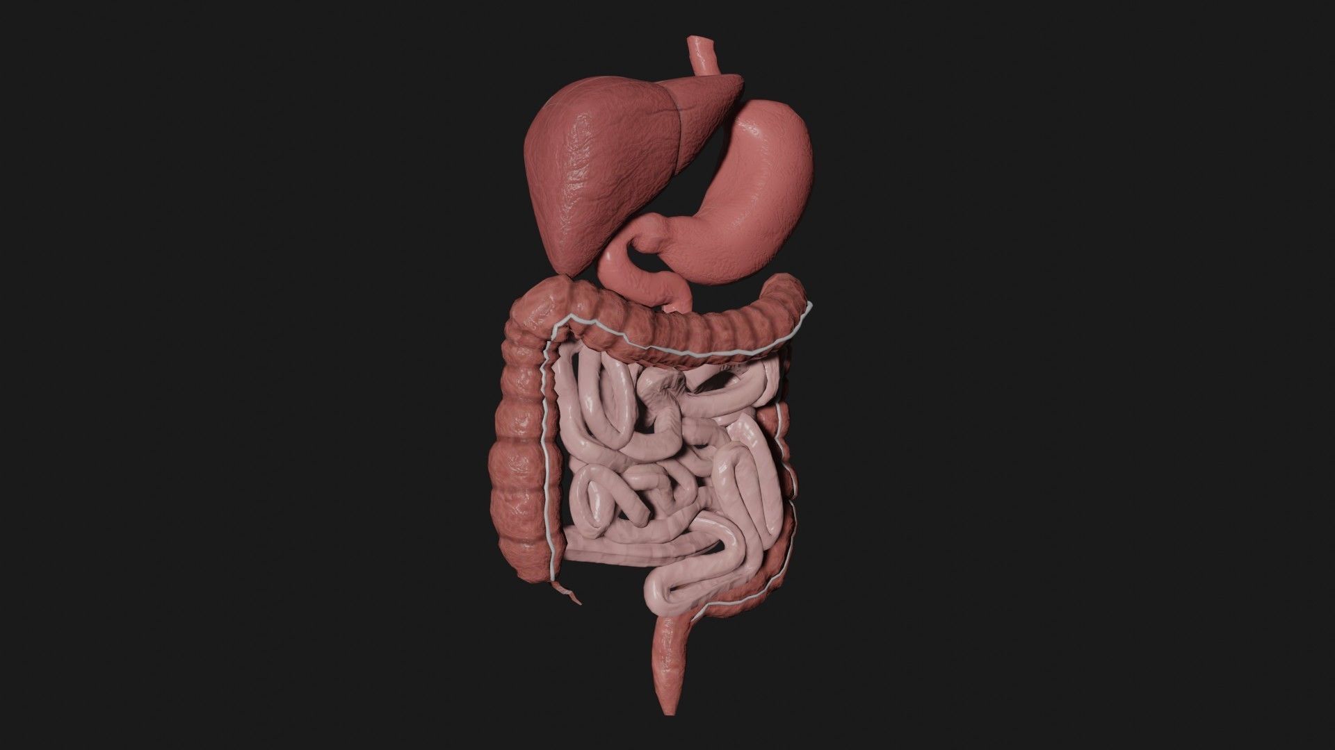 Digestive System 4 Low-poly 3D model_4