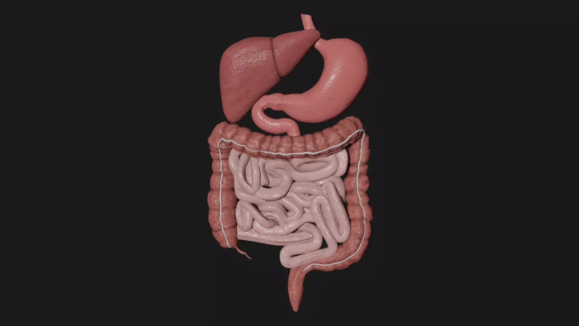 Digestive System 4 Low-poly 3D model_0